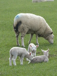 FZ003643 Lambs with Ewe in the grass.jpg